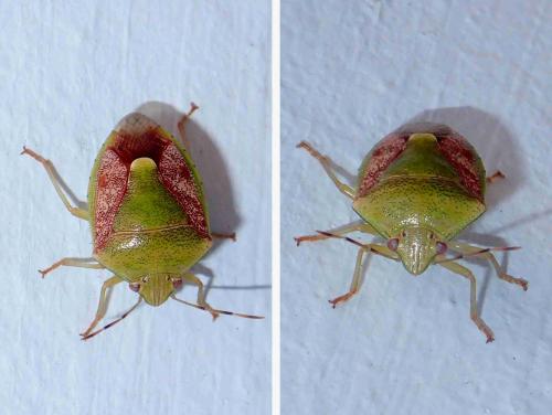 Plautia crossota